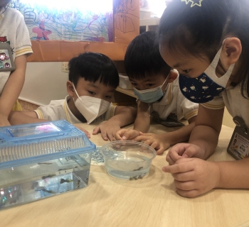 17來觀察一下魚吧